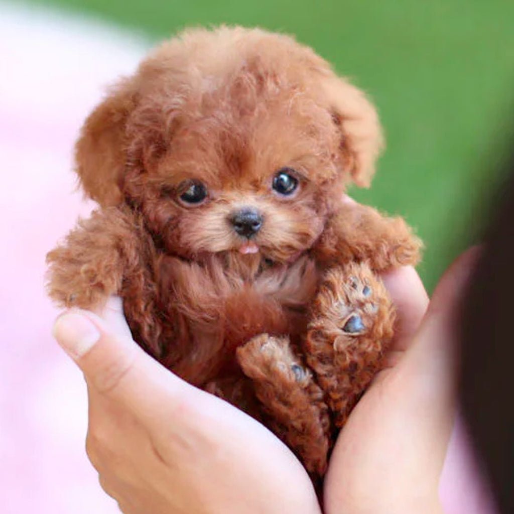 Realistic Plush Toy Poodle Puppy with Soft Fur
