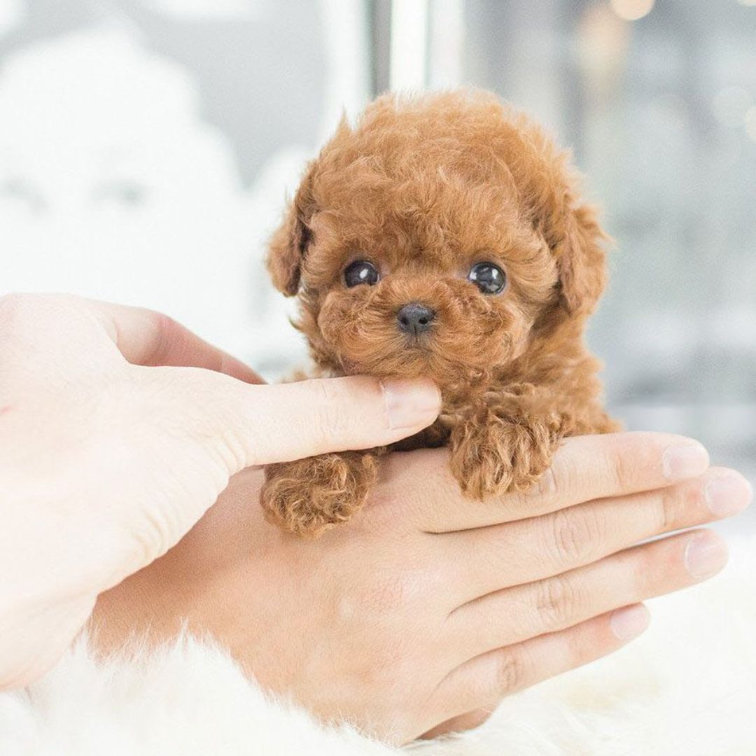 Realistic Plush Toy Poodle Puppy with Soft Fur