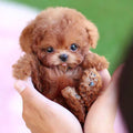 Realistic Plush Toy Poodle Puppy with Soft Fur