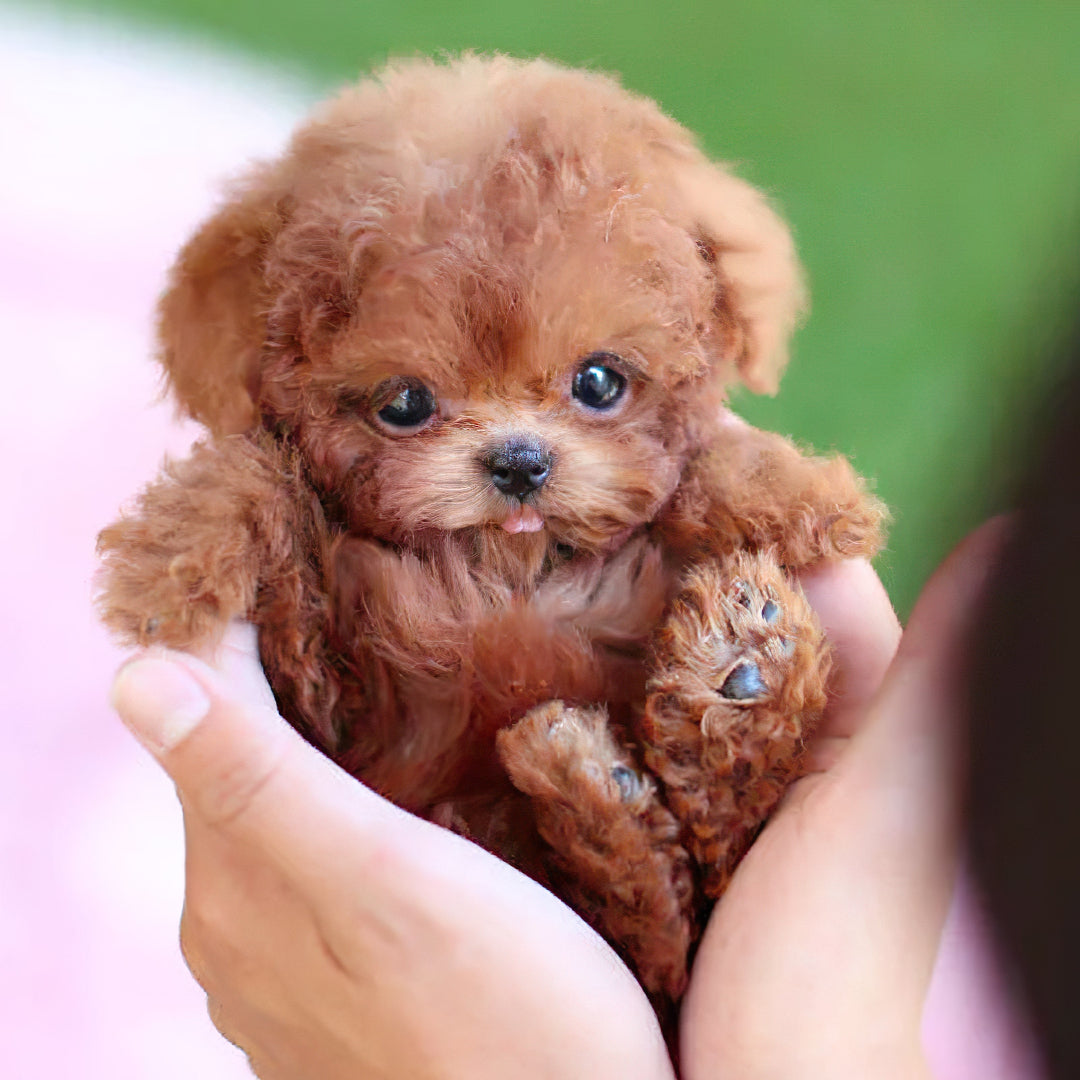 Realistic Plush Toy Poodle Puppy with Soft Fur